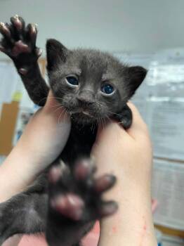Michael -  Domestic Short Hair Cat for Adoption in Bolivar, Missouri - Michael | PetCurious