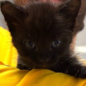 Rescue Domestic Short Hair Cats for Adoption in Webster, Texas - Morticia | PetCurious