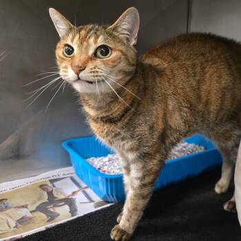 Chickapea -  Egyptian Mau Cat for Adoption in Waldorf, Maryland - Chickapea | PetCurious