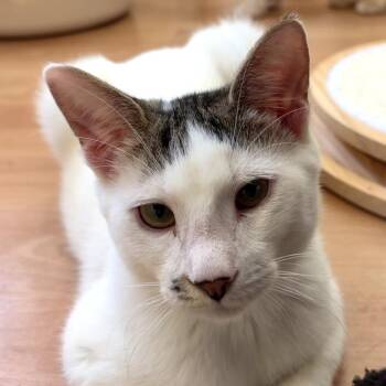 Linden -  Domestic Short Hair Cat for Adoption in Los Angeles, California - Linden | PetCurious