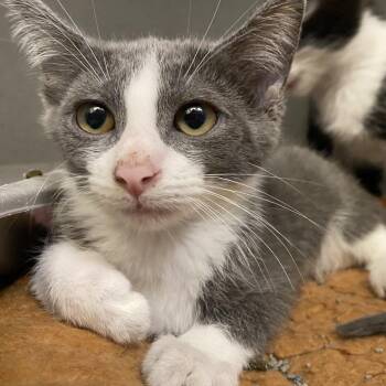 Nugget -  Domestic Short Hair Cat for Adoption in Dayton, Ohio - Nugget | PetCurious