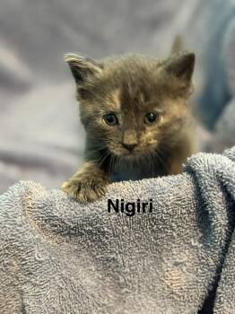 Nigiri -  Domestic Short Hair Cat for Adoption in Houston, Texas - Nigiri | PetCurious