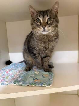 DOUGLAS -  Domestic Short Hair Cat for Adoption in Hastings, Michigan - DOUGLAS | PetCurious
