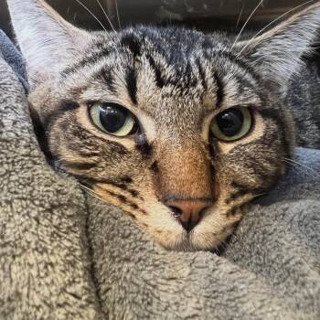 Benny -  Domestic Short Hair Cat for Adoption in Port Townsend, Washington - Benny | PetCurious