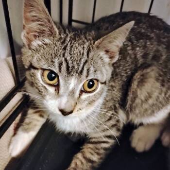 Rescue Domestic Short Hair Cats for Adoption in Belfair, Washington - Swiper | PetCurious