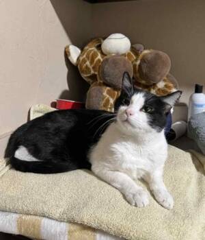 Domestic Short Hair Cats Available for Adoption - Oreo | PetCurious