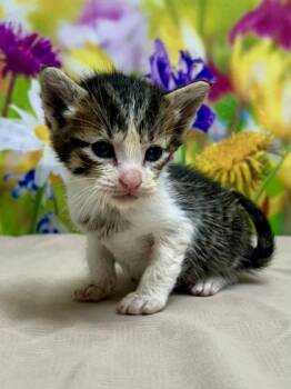 Domestic Short Hair Cats Available for Adoption in San Antonio, Texas - Michelangelo | PetCurious