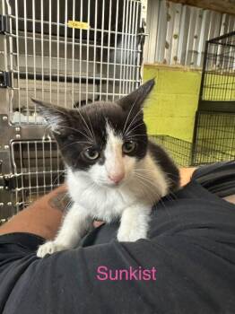 SunKist -  Domestic Short Hair Cat for Adoption in Shelbyville, Tennessee - SunKist | PetCurious