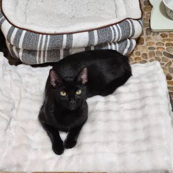 Violet -  Domestic Short Hair Cat for Adoption in New Fairfield, Connecticut - Violet | PetCurious