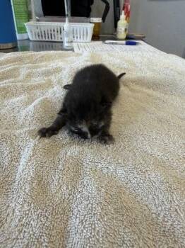 Chocolate -  Domestic Short Hair Cat for Adoption in Lafayette, Indiana - Chocolate | PetCurious
