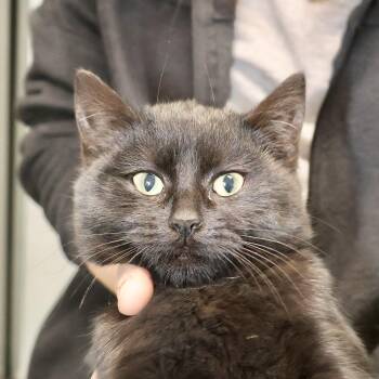 Domestic Short Hair Cats Available for Adoption - Kkami | PetCurious