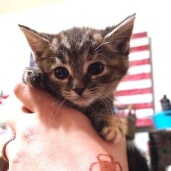 Otto -  Domestic Short Hair and Tabby Cat Available for Adoption in Tehachapi, California - Otto | PetCurious