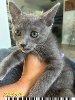 GRACIE -  Domestic Short Hair Cat for Adoption in West Palm Beach, Florida - GRACIE | PetCurious