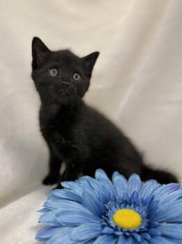 Domestic Short Hair Cats Available for Adoption in Greensboro, North Carolina - Bronwen | PetCurious