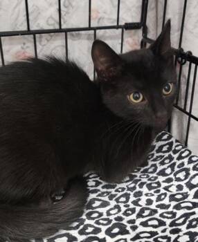 Boscovs -  Domestic Short Hair Cat for Adoption in West Chester, Pennsylvania - Boscovs | PetCurious
