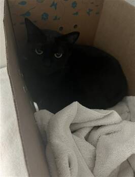 Domestic Short Hair Cats Available for Adoption in Long Beach, California - BEAN | PetCurious