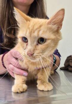 Cattywampus -  Domestic Short Hair Cat for Adoption in Christiansburg, Virginia - Cattywampus | PetCurious