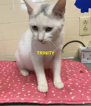 Rescue Domestic Short Hair Cats for Adoption in Plattsburgh, New York - Trinity | PetCurious