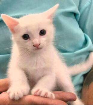 Domestic Short Hair Cats Available for Adoption in El Dorado, Arkansas - Cashmere Clyde | PetCurious