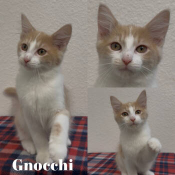 Rescue Domestic Medium Hair Cats for Adoption in Aledo, Texas - Gnocchi | PetCurious