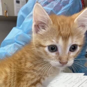 Domestic Short Hair Cats Available for Adoption in San Antonio, Texas - Dixon | PetCurious