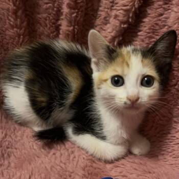 Pinky -  Calico and Domestic Short Hair Cat for Adoption in Columbia, South Carolina - Pinky | PetCurious