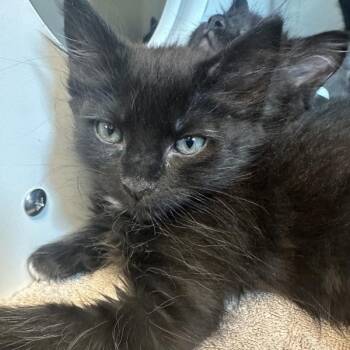 Barge -  Domestic Short Hair Cat for Adoption in Walnut Creek, California - Barge | PetCurious