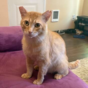 Rescue Domestic Short Hair Cats for Adoption in Springfield, Oregon - Marmalade | PetCurious