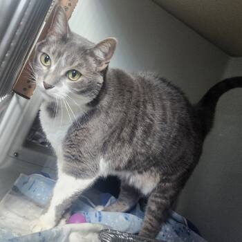 Rescue Domestic Short Hair Cats for Adoption in Chicago, Illinois - Teddy | PetCurious