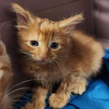 Sneak -  Domestic Medium Hair Cat for Adoption in Charlottesville, Virginia - Sneak | PetCurious