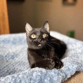 Skittles--In Foster -  Domestic Short Hair Cat for Adoption in Fargo, North Dakota - Skittles--In Foster | PetCurious
