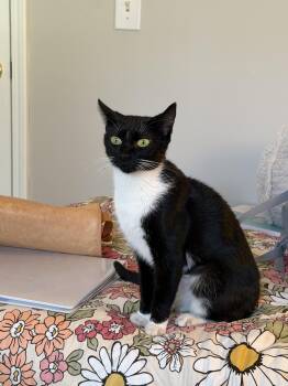 Potato Salad -  Tuxedo Cat for Adoption in Columbia, South Carolina - Potato Salad | PetCurious