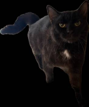 Charcoal -  Domestic Short Hair Cat for Adoption in Camp Hill, Pennsylvania - Charcoal | PetCurious