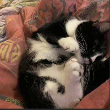 Gomez Ortiz -  Domestic Short Hair Cat for Adoption in Winchester, Virginia - Gomez Ortiz | PetCurious