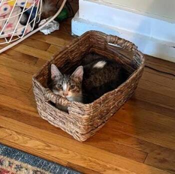 Maxie / Mila -  Domestic Short Hair Cat for Adoption in Minneapolis, Minnesota - Maxie / Mila | PetCurious