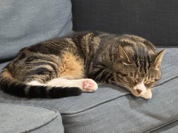 Rescue American Shorthair Cats for Adoption - Mowgli - WELCOME TO CHILL TOWN! | PetCurious