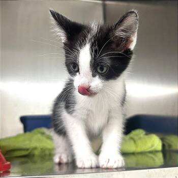 Oreo -  Domestic Short Hair Cat for Adoption in Warrensburg, Missouri - Oreo | PetCurious