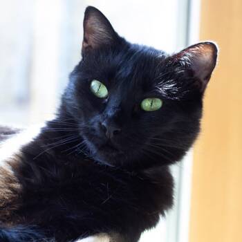 Domestic Short Hair Cats Available for Adoption in Cumming, Georgia - Jack | PetCurious