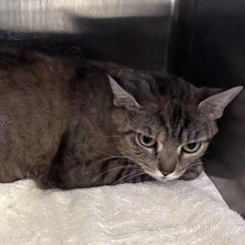 Charlotte -  Domestic Short Hair Cat for Adoption in Allegan, Michigan - Charlotte | PetCurious