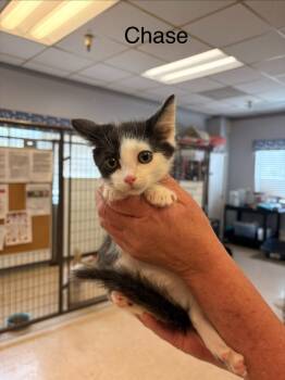 Rescue Domestic Short Hair Cats for Adoption in Heber City, Utah - Chase | PetCurious