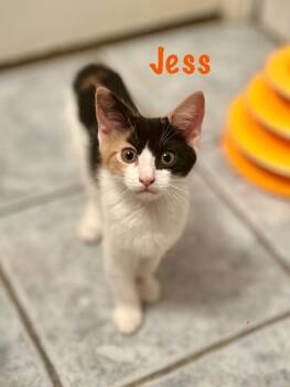 Rescue Domestic Short Hair Cats for Adoption in Philadelphia, Pennsylvania - Jess | PetCurious