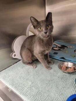 Shadow -  Domestic Short Hair Cat for Adoption in Fergus Falls, Minnesota - Shadow | PetCurious