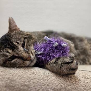 Domestic Short Hair Cats Available for Adoption in Glenwood Springs, Colorado - Hunk | PetCurious