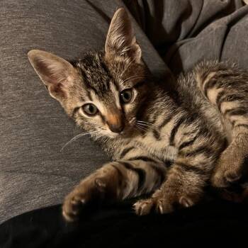 Rescue Domestic Short Hair Cats for Adoption in Bentonville, Arkansas - Walnut | PetCurious