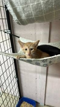 Rescue Domestic Short Hair and Tabby Cats for Adoption in Stover, Missouri - Hobbes | PetCurious