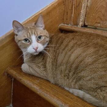 Rescue Domestic Short Hair Cats for Adoption in Brimfield, Massachusetts - Tiberius | PetCurious