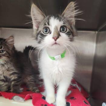 Moxy -  Domestic Long Hair Cat for Adoption in Fort Wayne, Indiana - Moxy | PetCurious