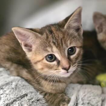 Domestic Short Hair Cats Available for Adoption in Gloucester, Virginia - Petunia | PetCurious