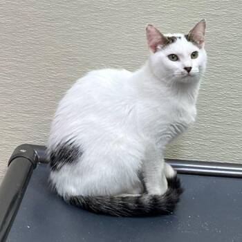 Rescue Tabby Cats for Adoption in Clarksville, Virginia - Jayco | PetCurious