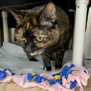 Domestic Short Hair Cats Available for Adoption in Walker, Michigan - Anchovy | PetCurious